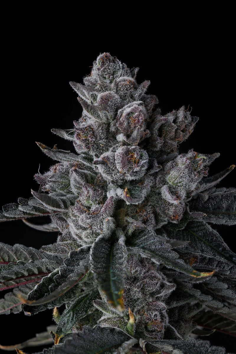 Old Money, Фасовка: 3, изображение 2